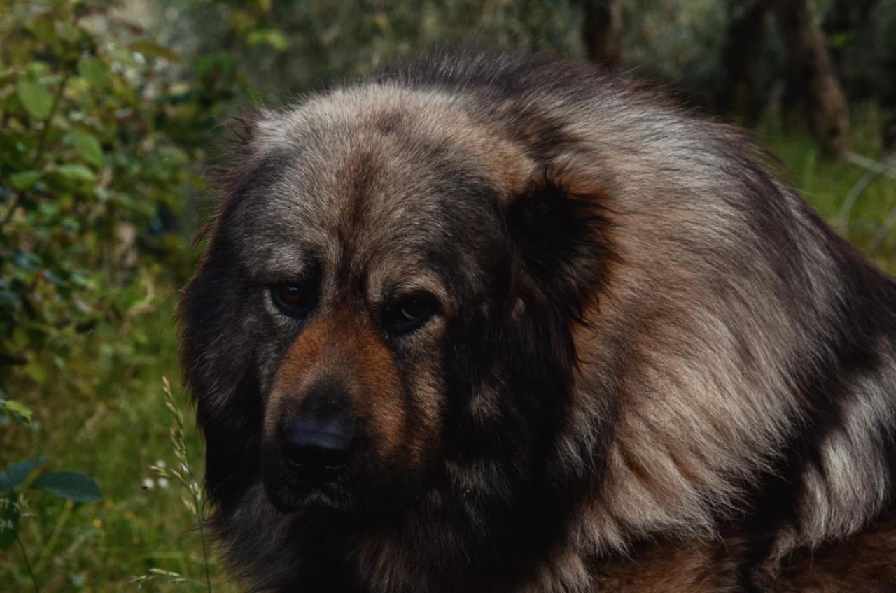 Appartamento A Villa Rosa Compiobbi Bagian luar foto